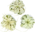 3 Pack Large Xerographica Air Plants 5 to 7 in Wide - Classic