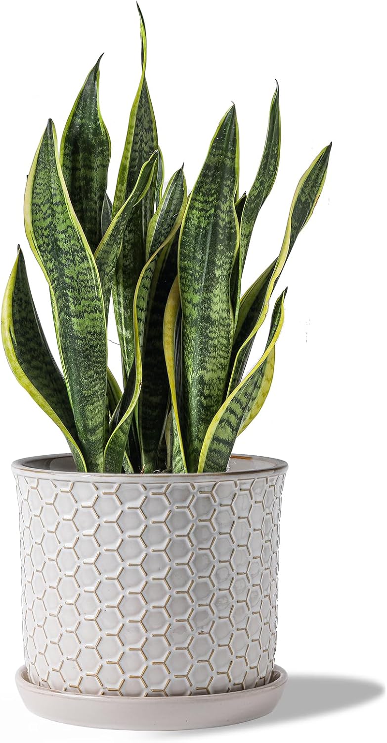 8 Inch Ceramic Plant Pot with Drainage Hole & Saucer for Home