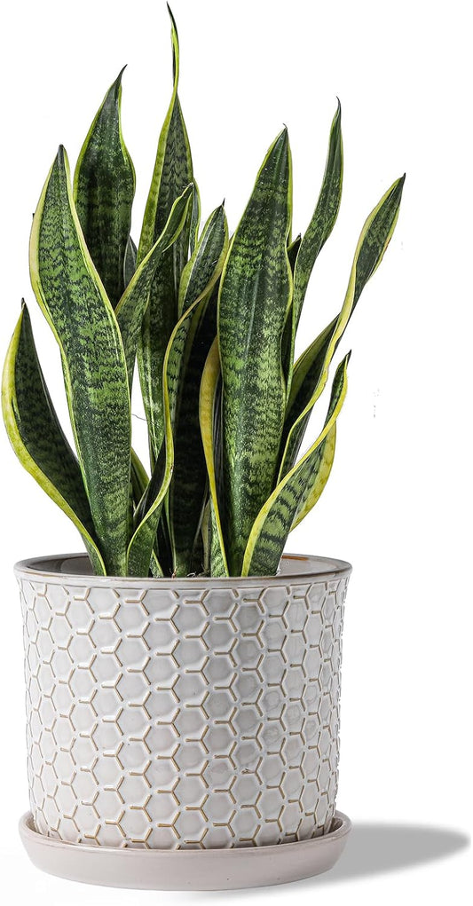 8 Inch Ceramic Plant Pot with Drainage Hole & Saucer for Home