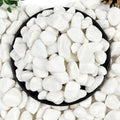 20lb White River Rocks 5/8 in Natural Pebbles - Snow White Landscaping