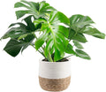 Monstera Plant - Easy to Grow Tropical Houseplant for Decor