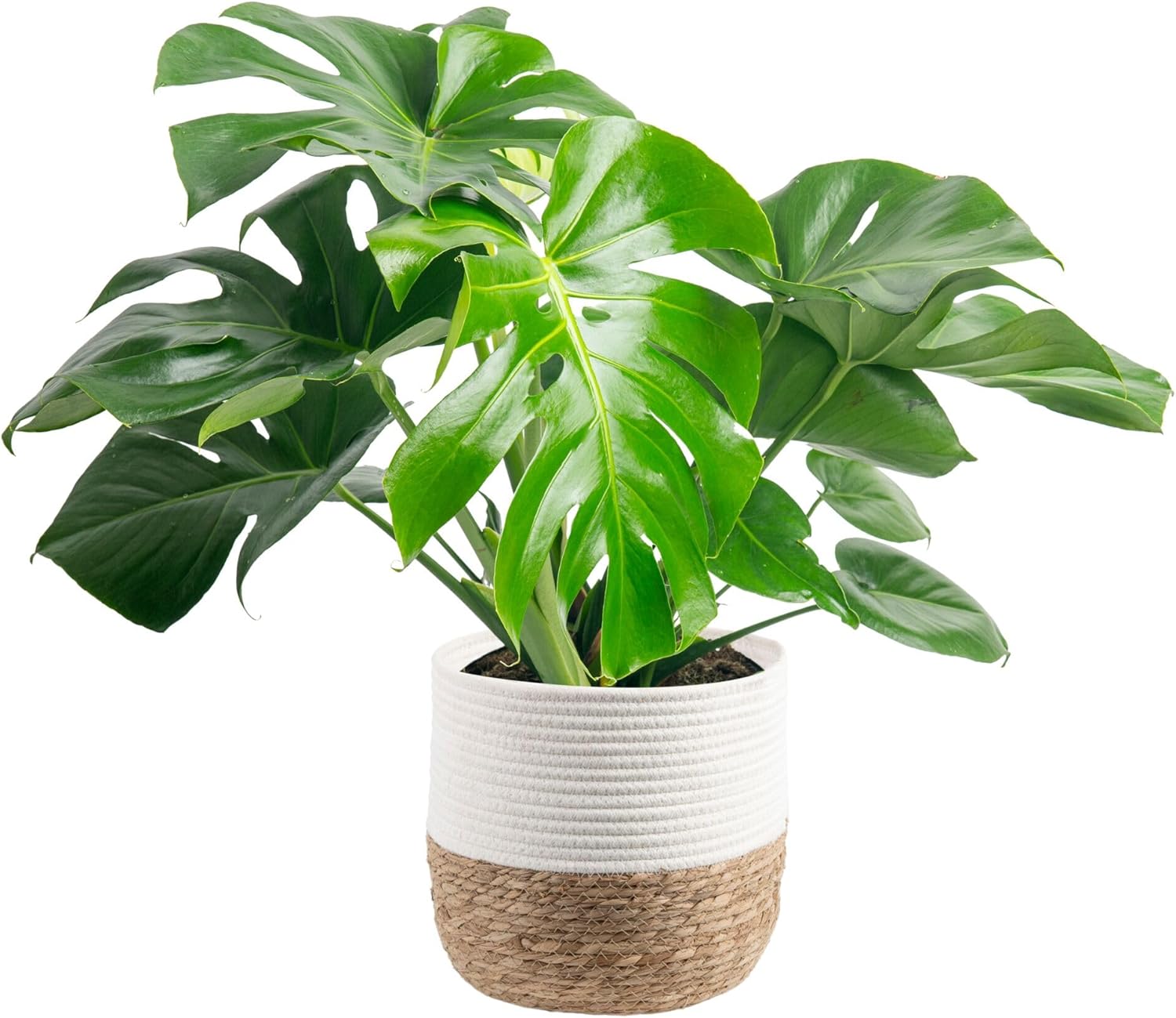 Monstera Plant - Easy to Grow Tropical Houseplant for Decor