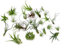 Air Plants Bulk Variety Pack - 25ct Live Tillandsia for Decor