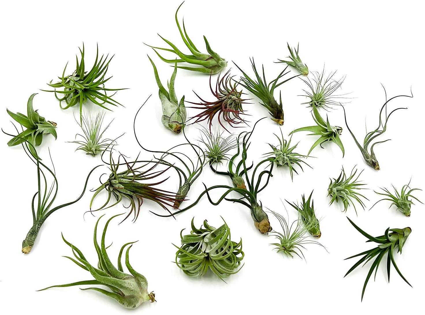 Air Plants Bulk Variety Pack - 25ct Live Tillandsia for Decor