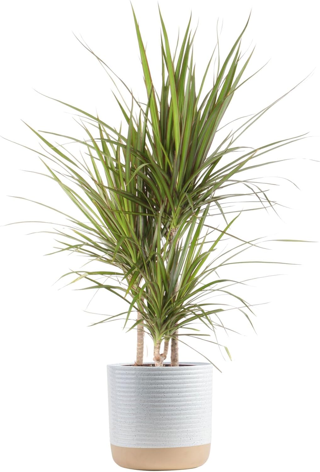 Dracaena Marginata Magenta Madagascar Dragon Tree Indoor Plant