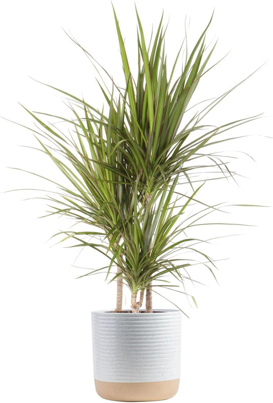 Dracaena Marginata Magenta Madagascar Dragon Tree Indoor Plant