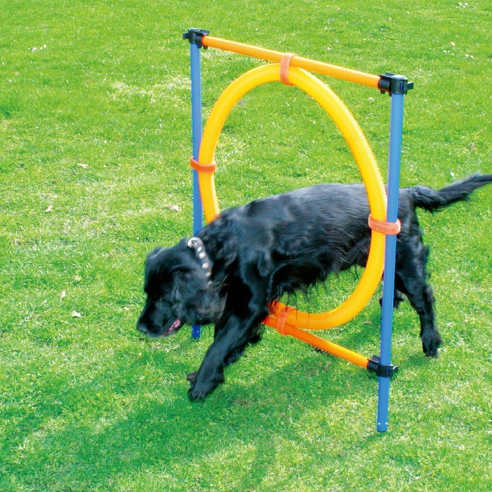 PAWISE Dog Agility Training Equipment for Outdoor Fun