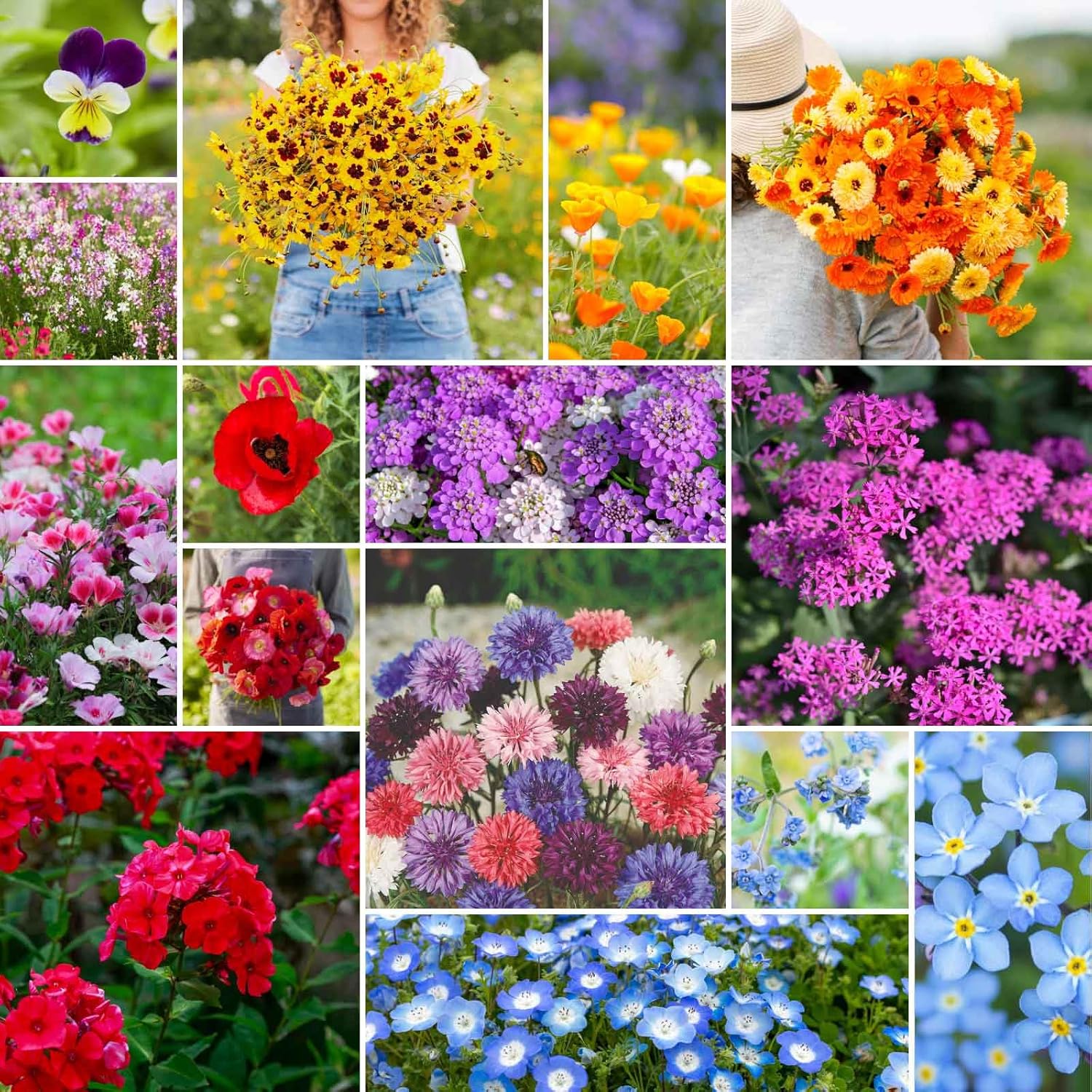 Eden Brothers Shorty Low Grow Wildflower Mixed Seeds for Planting