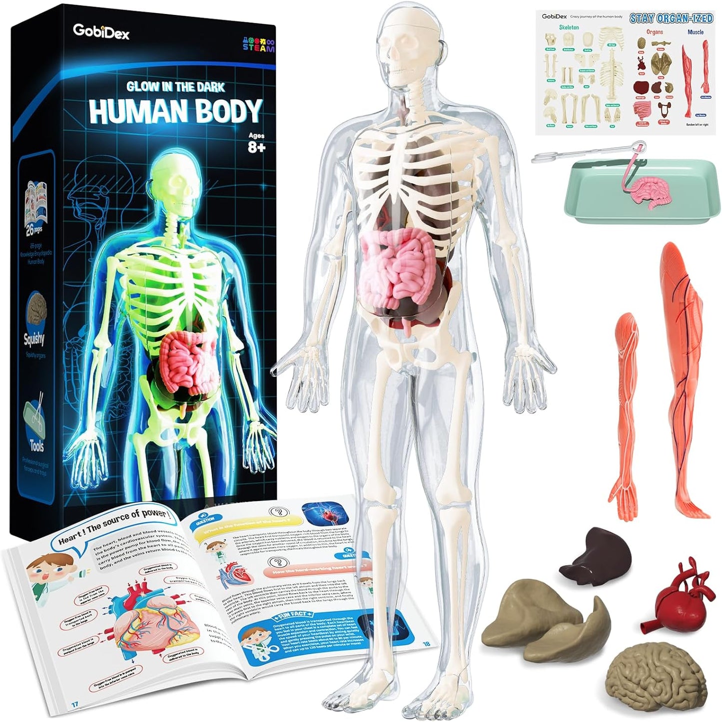 Glow-in-the-Dark Human Skeleton Model Kit