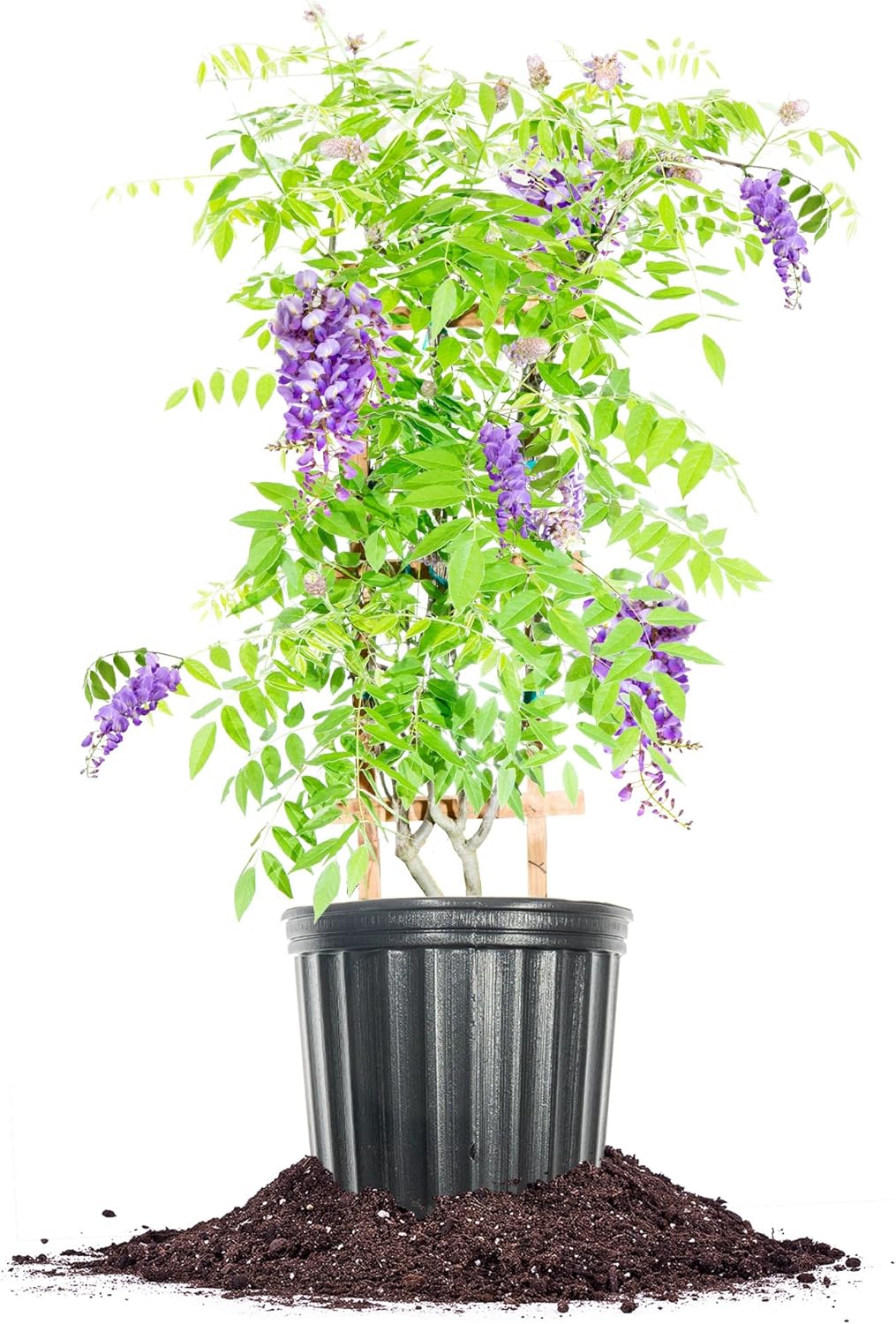 Amethyst Falls Wisteria Vine - Fast Growing Purple Flowering Shrub