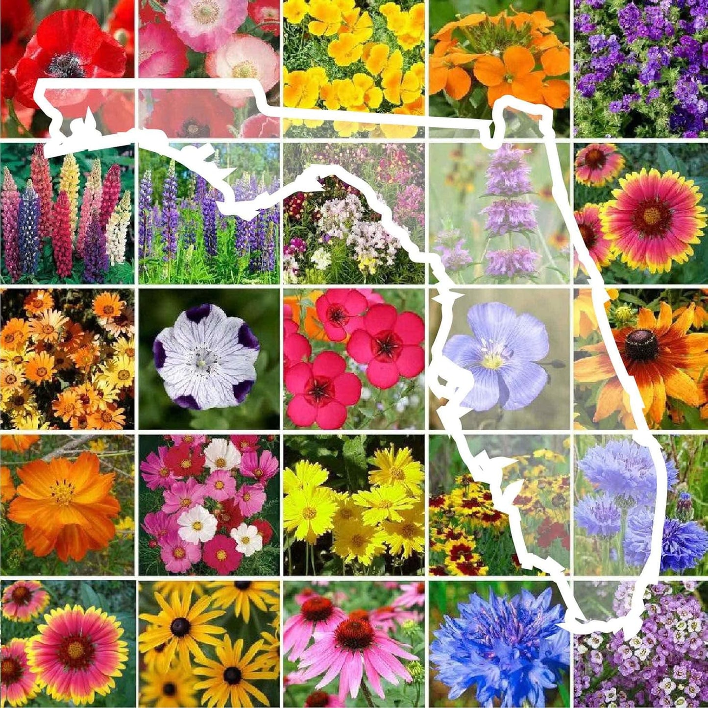 Florida Wildflower Mixed Seeds for Planting - 1 lb of Beauty