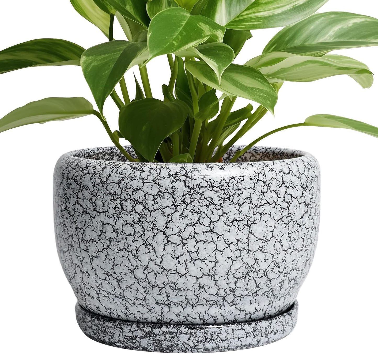 SQOWL 8 inch Ceramic Plant Pot with Drainage Hole and Saucer