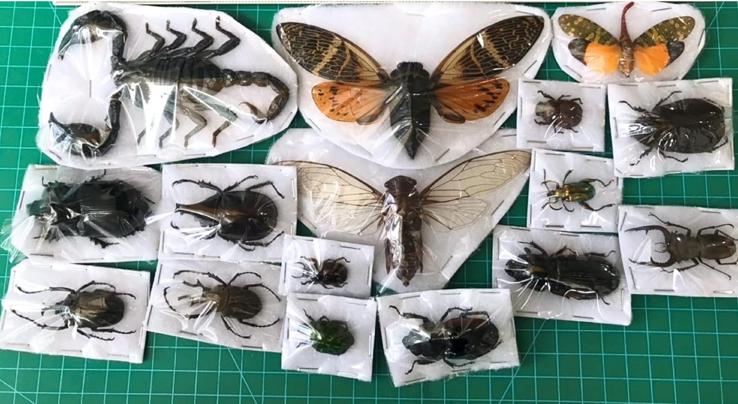 15 Real Beetle Bee Cicada Scorpion Preserved Specimens for Decor