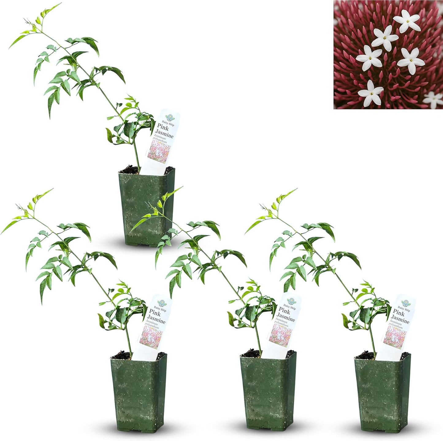 Pink Jasmine Vine - Jasminum Polyanthum for Indoor/Outdoor Decor