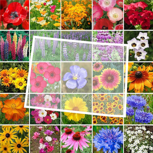Colorado Wildflower Mixed Seeds for Planting - 1 lb of Beauty