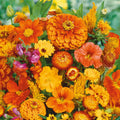 Orange You Glad Flower Mixed Seeds - Vibrant Pollinator Mix