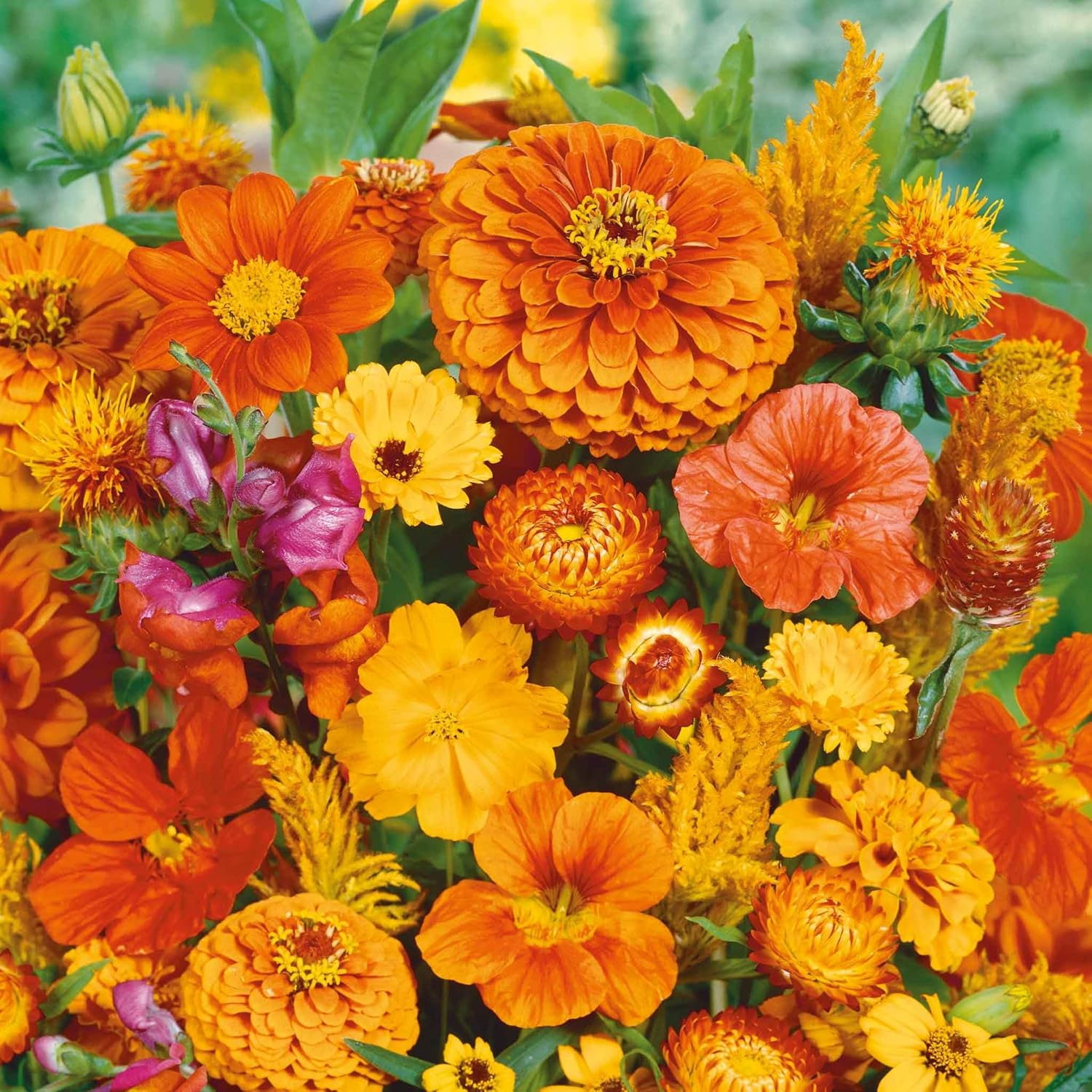 Eden Brothers Orange You Glad Flower Mixed Seeds for Planting