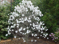 Royal Star Magnolia White Flowering Tree - Live 2 ft Plant
