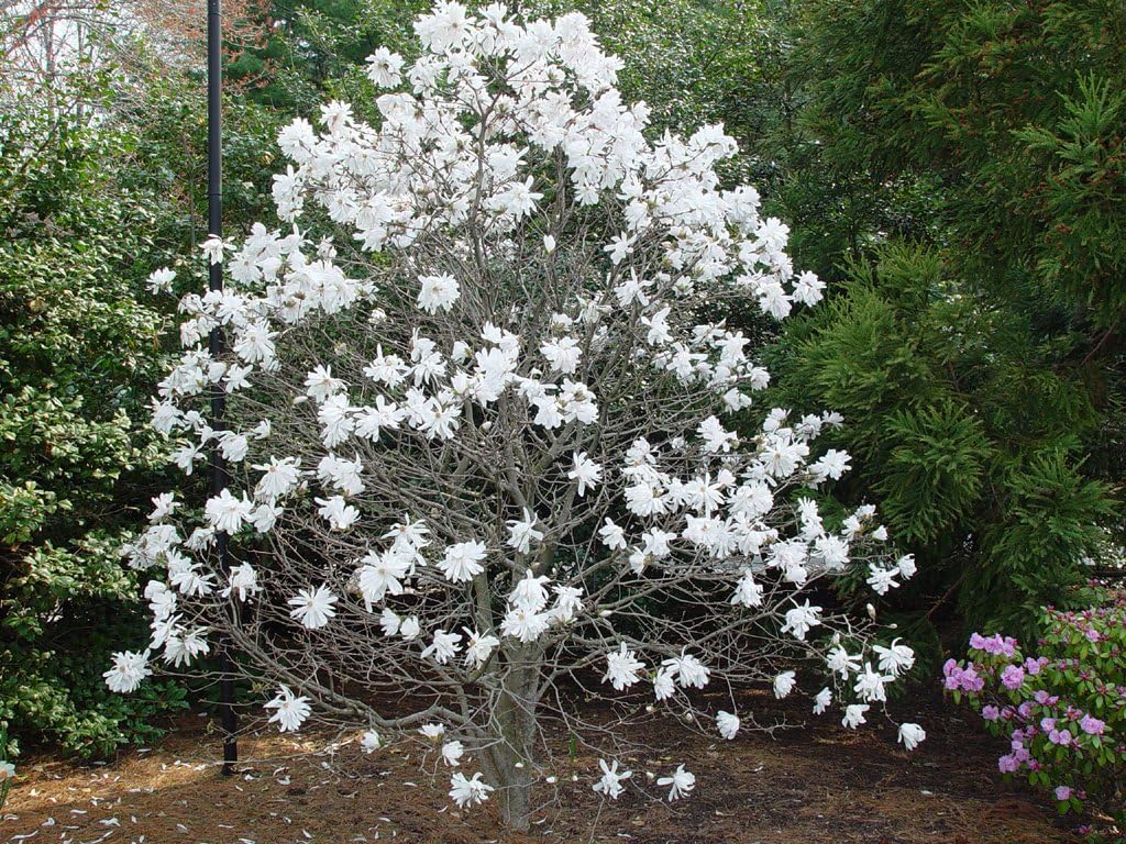 Royal Star Magnolia Live Plant - White Flowering Tree 2 Feet Tall