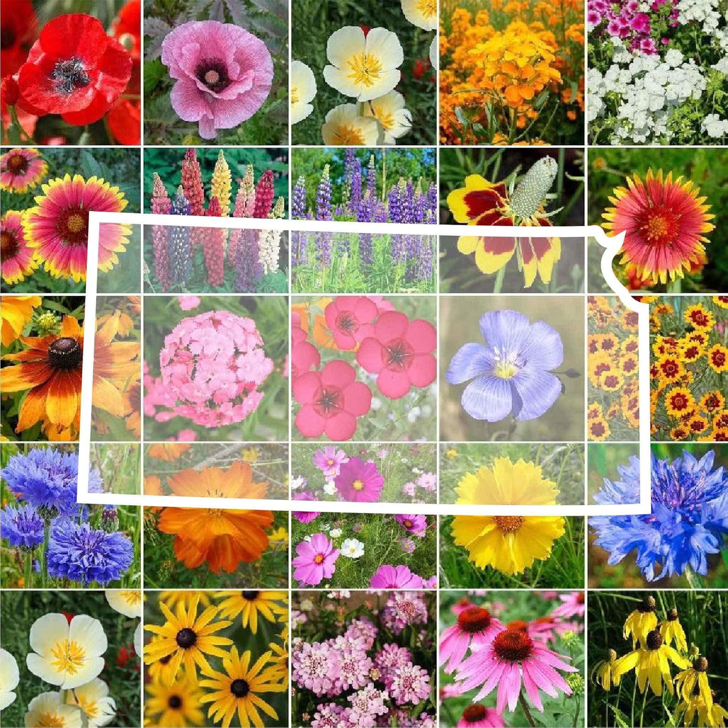 Kansas Wildflower Mixed Seeds for Planting - Attract Pollinators