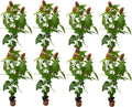 Shrimp Plant 5-10 in Live Shrub - Compact Patio Accent