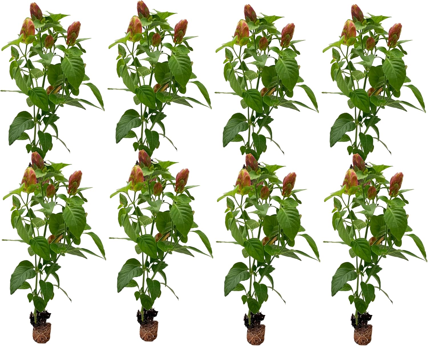 Shrimp Plant 5-10in Live Plant for Indoor Outdoor Use - 8ct