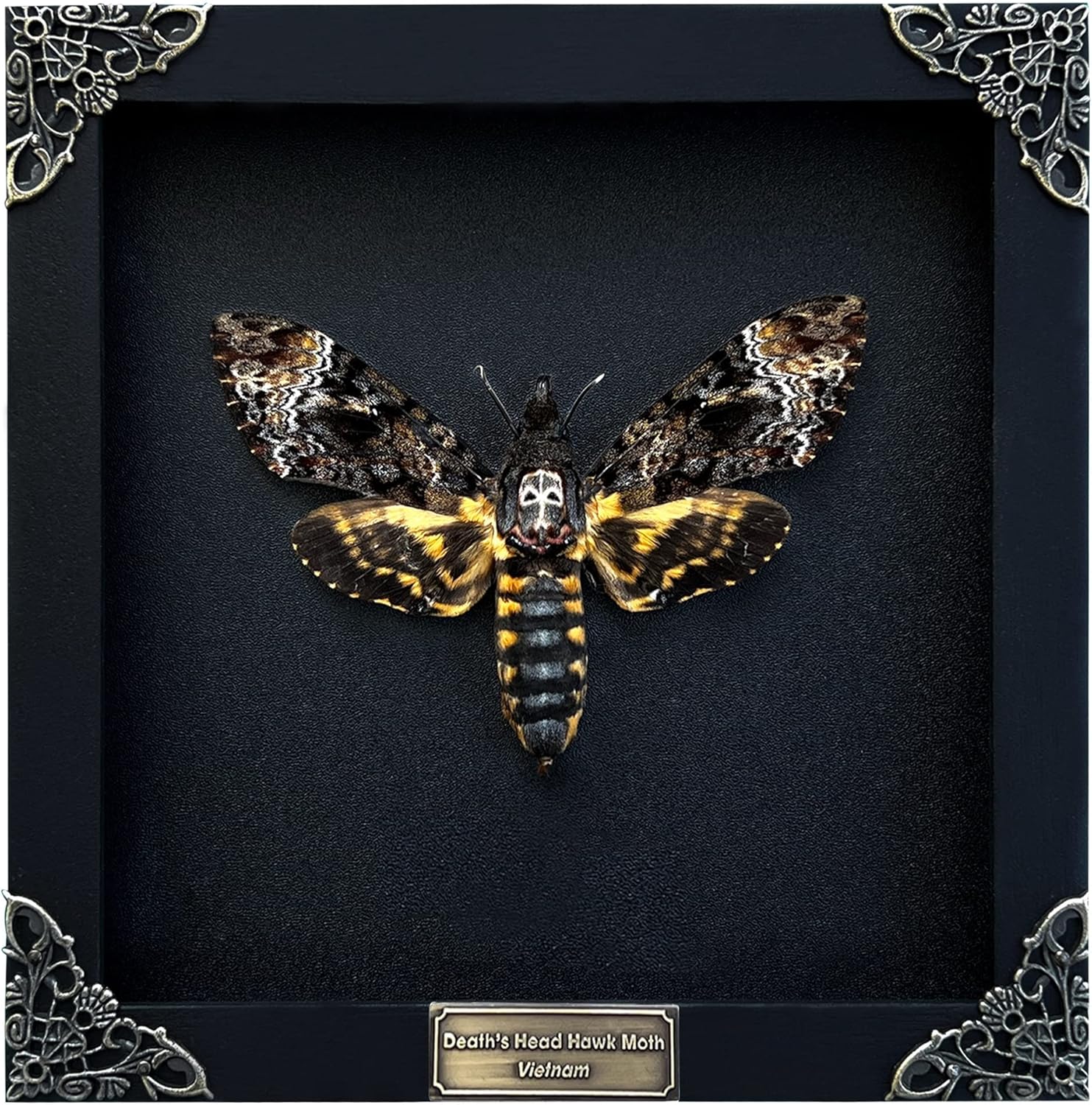 Real Death Head Moth Acherontia Skull Butterfly Shadow Box Art