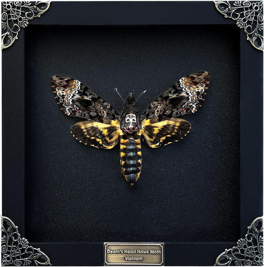 Real Death Head Moth Acherontia Skull Butterfly Shadow Box Art