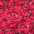 Rose Petals for Wedding Decoration, Bridal Toss and Aisles - Real
