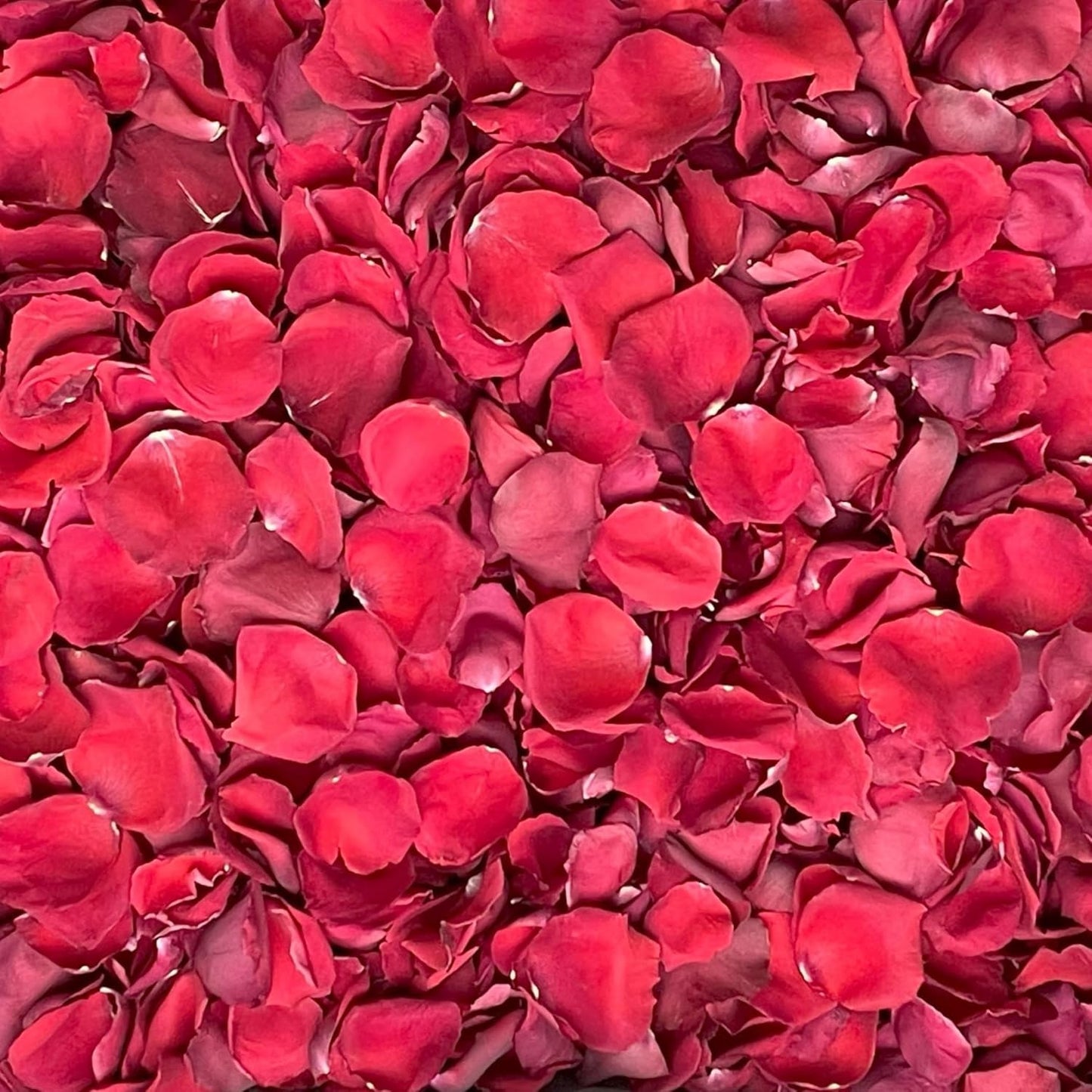 Rose Petals for Wedding Decoration and Aisles, 10 Cups Red