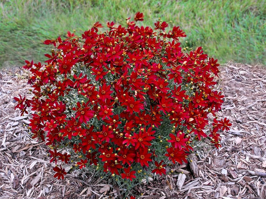 Hot Paprika Tickseed - Vibrant Perennial Plants for Your Garden