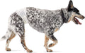 Absorbent Male Dog Wraps Medium - Leakproof Disposable Diapers