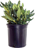 Rhododendron 'Nova Zembla' - Bold Red Evergreen Background Plant