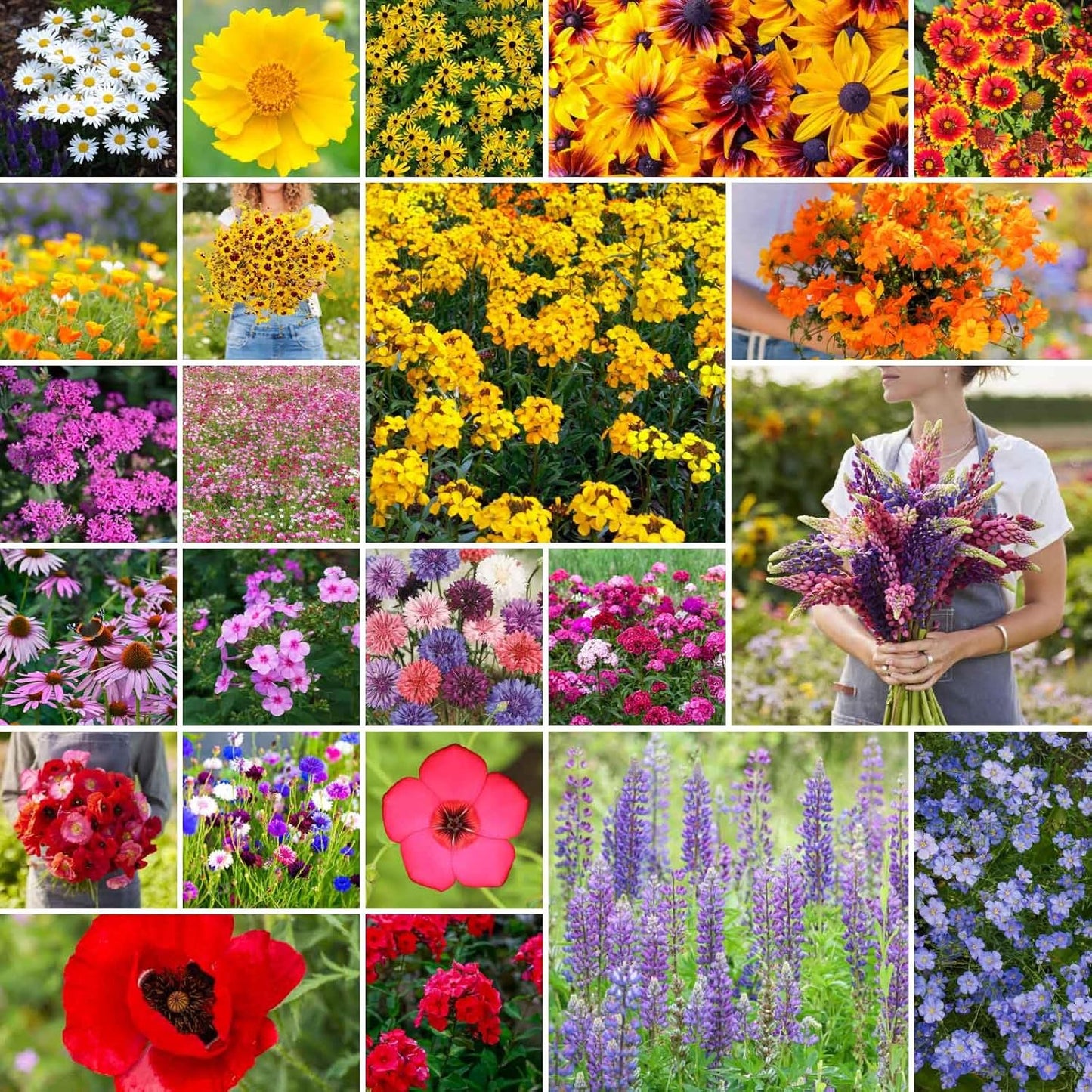Northeast Wildflower Mixed Seeds for Planting - 25 lb Bulk