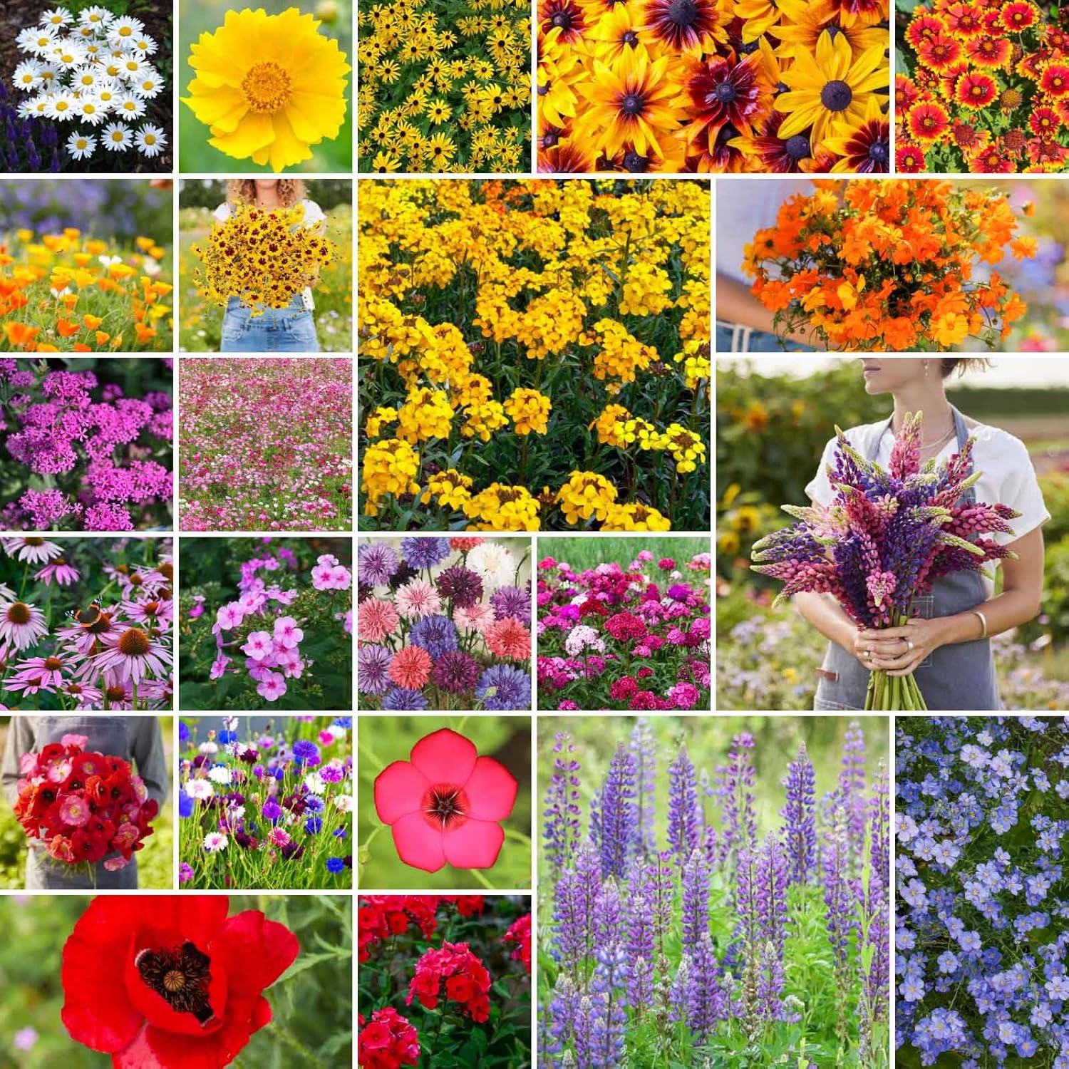 Northeast Wildflower Mixed Seeds for Planting - 25 lb Bulk