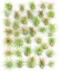 Shop Succulents Ionantha Tillandsia Air Plants, Pack of 30 - Low