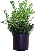 Ilex X meserveae China Girl Holly - Compact Evergreen
