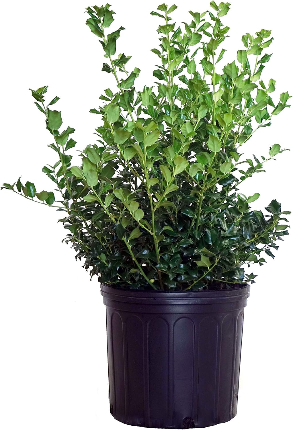 Ilex X meserveae 'China Girl' Holly Evergreen for Your Garden