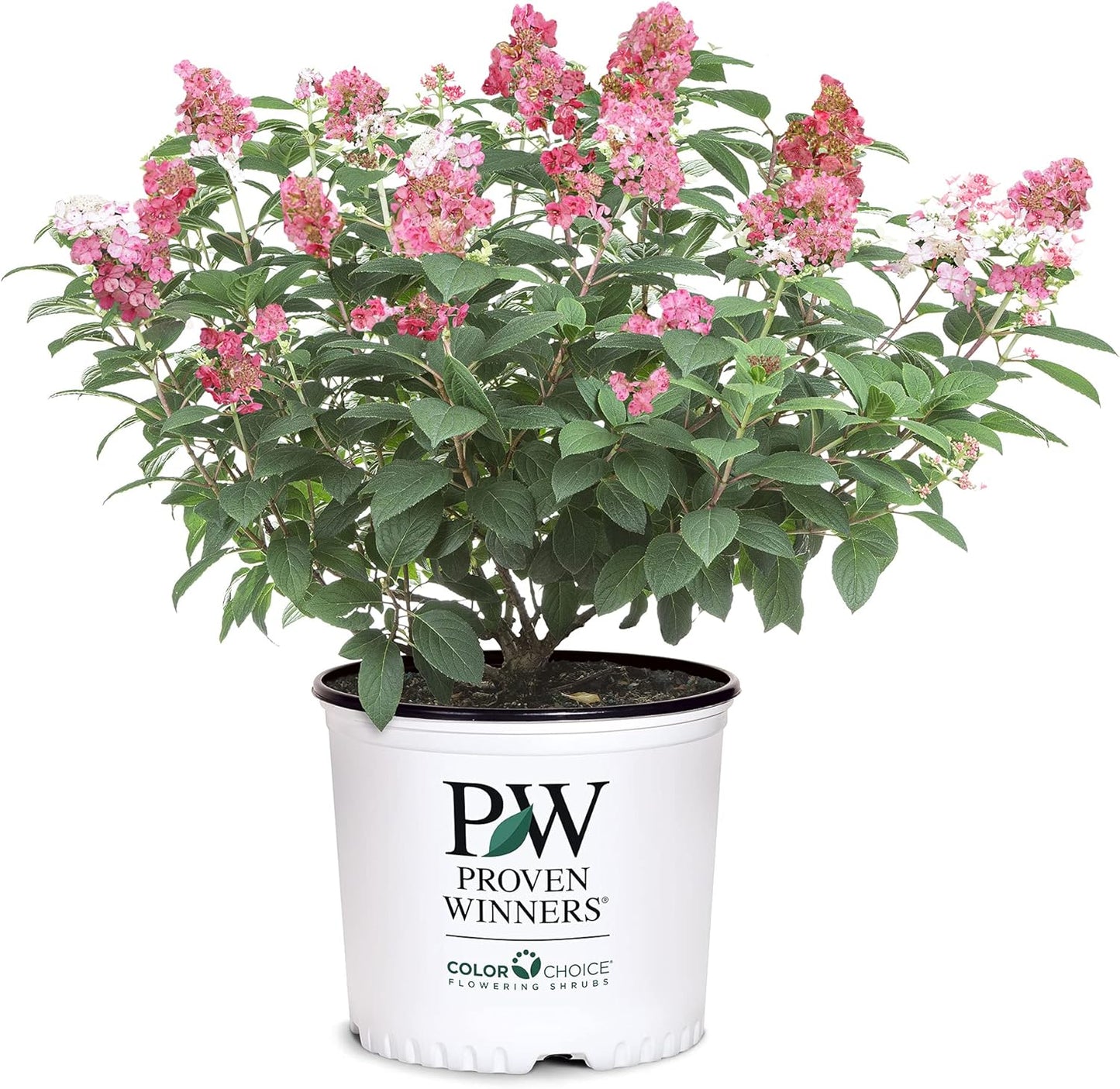2 Gal Little Quick Fire Hydrangea - Rich Pink and Creamy White