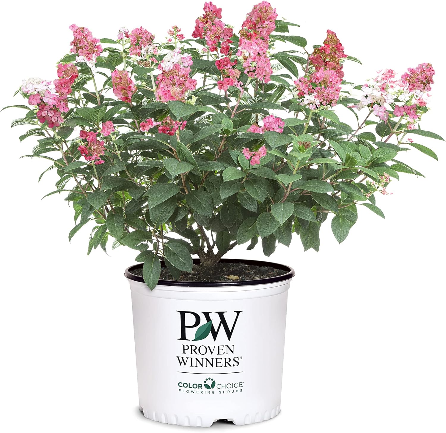 2 Gal Little Quick Fire Hydrangea - Rich Pink and Creamy White