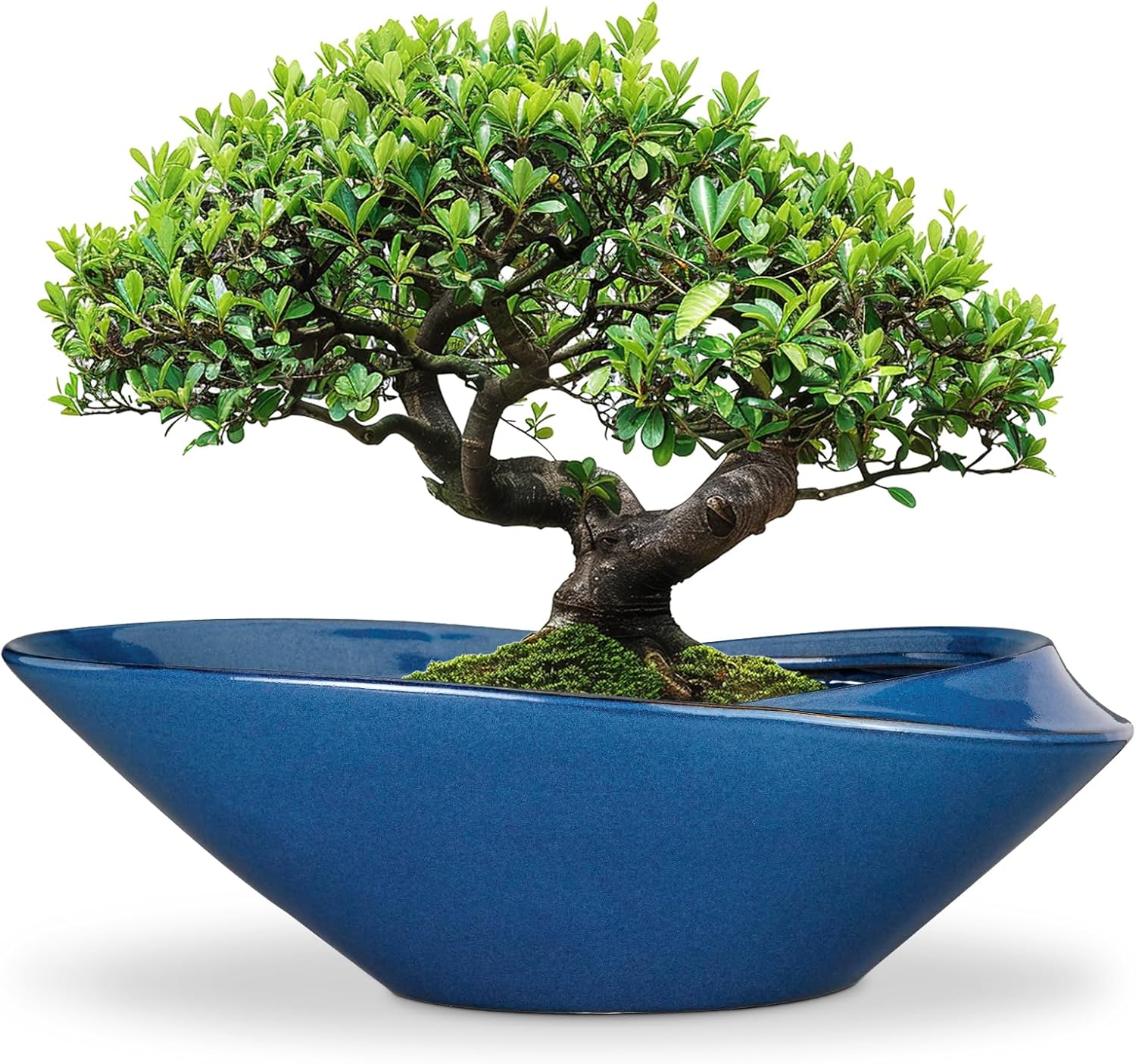 Bonsai Pot 18 Inch Ceramic Planter for Indoor Outdoor Plants
