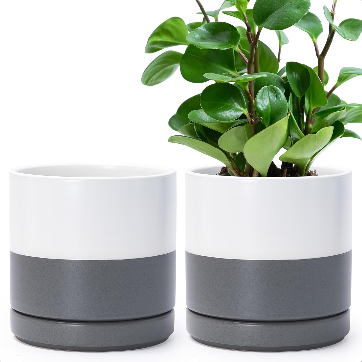 D'vine Dev Set of 2 Ceramic Planter Pots for Plants