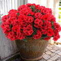 Artificial Geranium Flowers 24 Pcs Red - Outdoor UV Resistant Faux