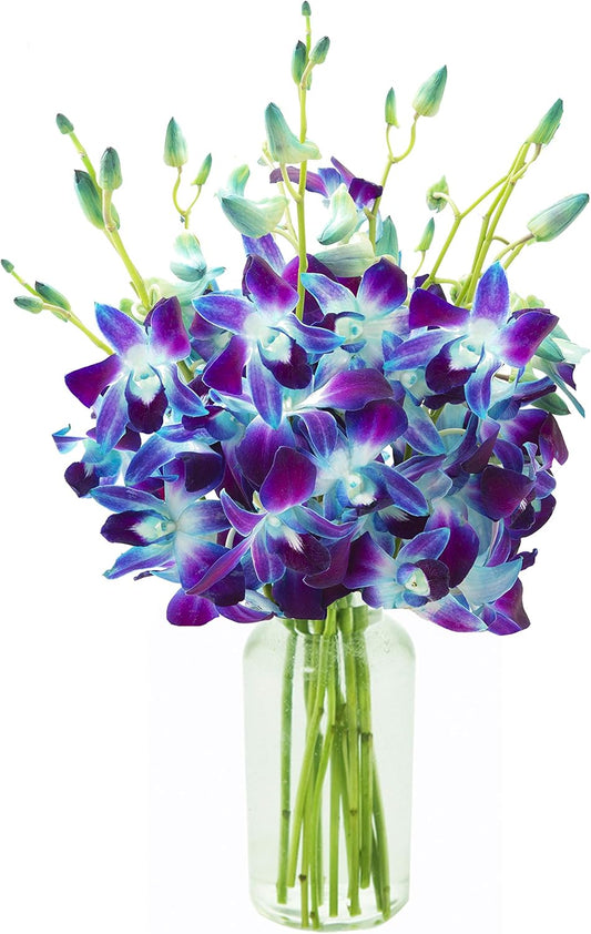 KaBloom Flowers Exotic Sapphire Orchid Bouquet Review