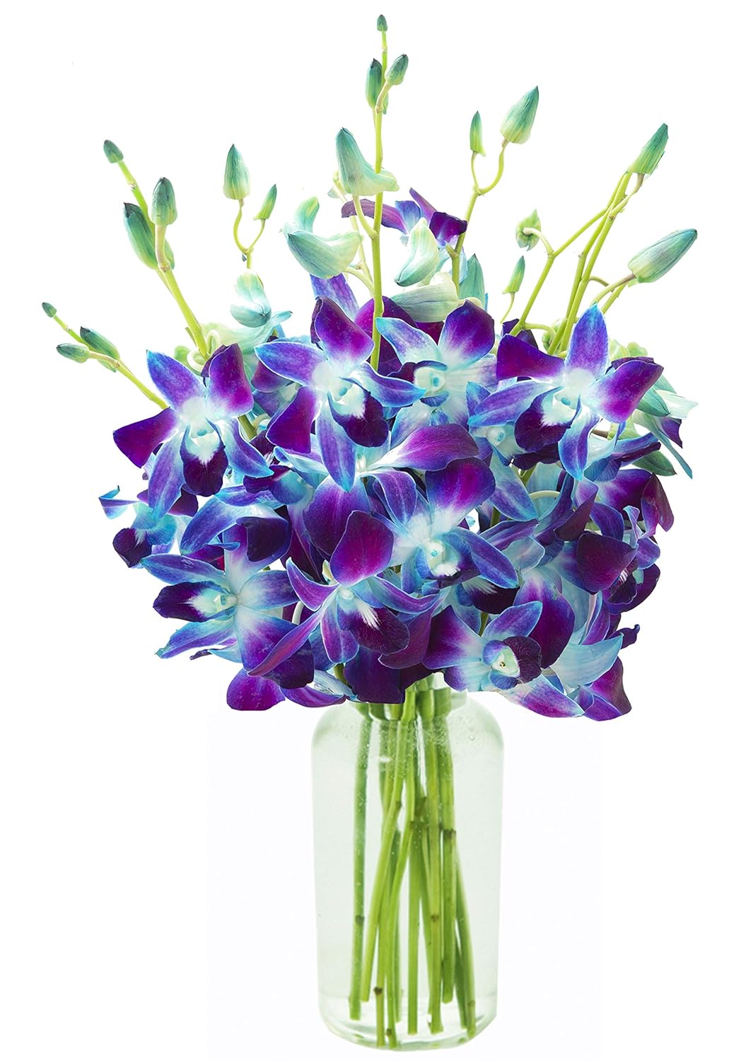 Exotic Sapphire Orchid Bouquet of Blue Orchids for Any Occasion
