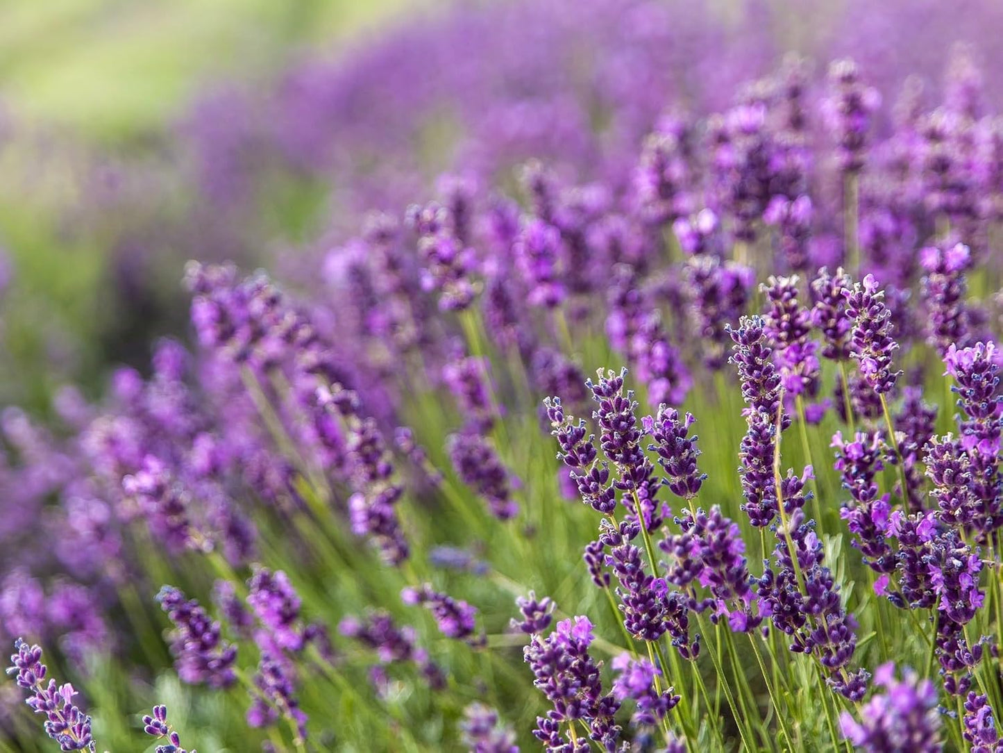 Provence Lavender Plants - Lavandula x Intermedia for Gardens