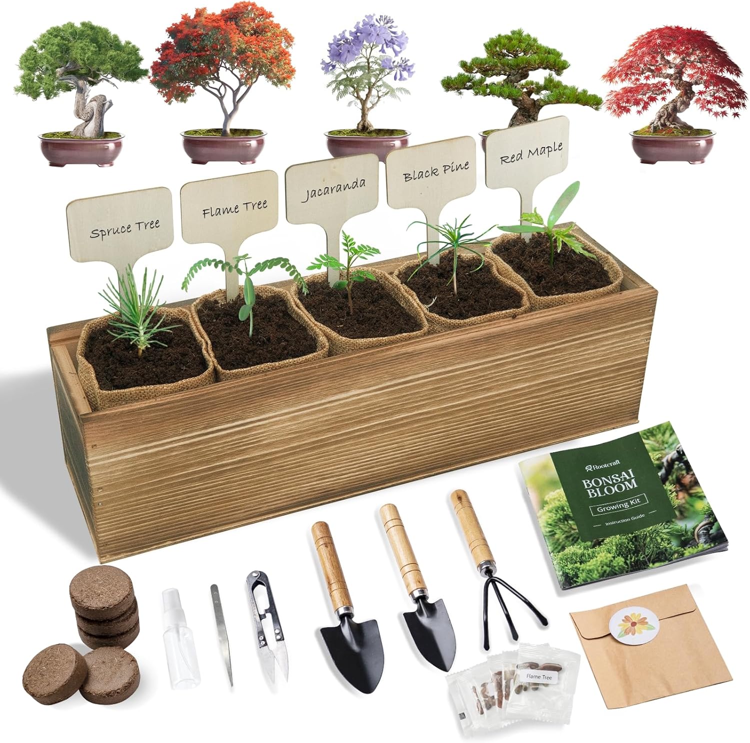 5 DIY Bonsai Tree Kit for Beginners - Complete Indoor Gardening