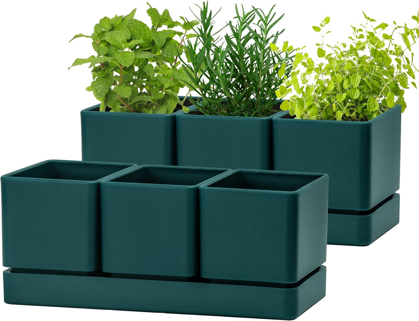 D'vine Dev Herb Garden Planter Set for Indoor Succulents and Cacti