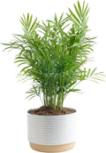 Parlor Palm Live Indoor Plant - Small Tropical Tabletop Palm