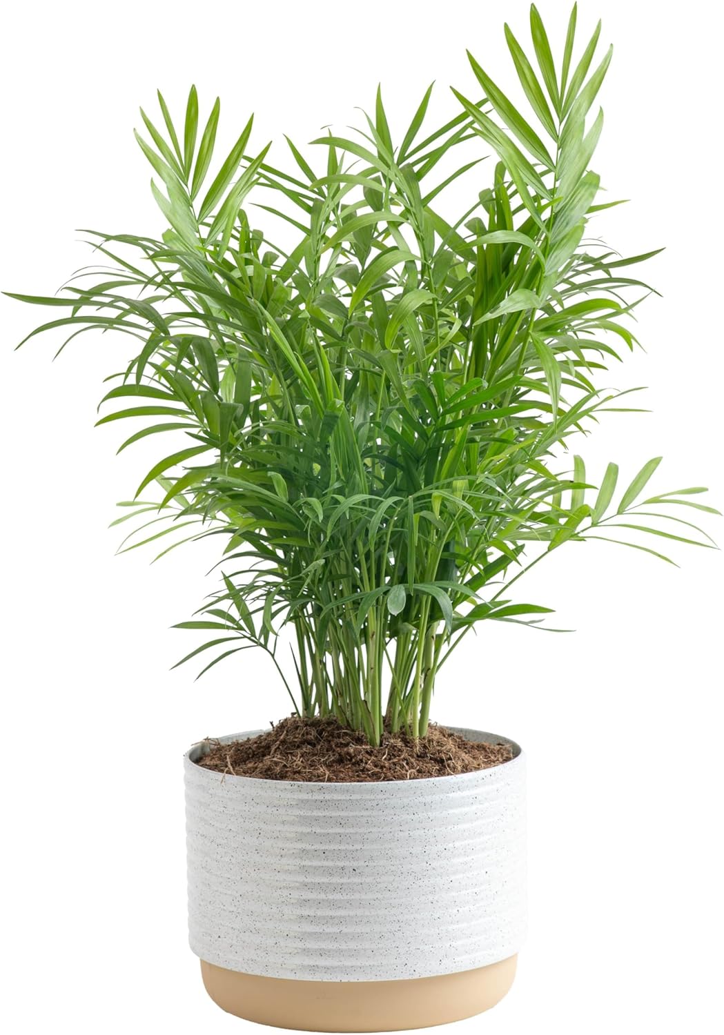 Parlor Palm Tree - Easy to Grow Tropical Houseplant Gift